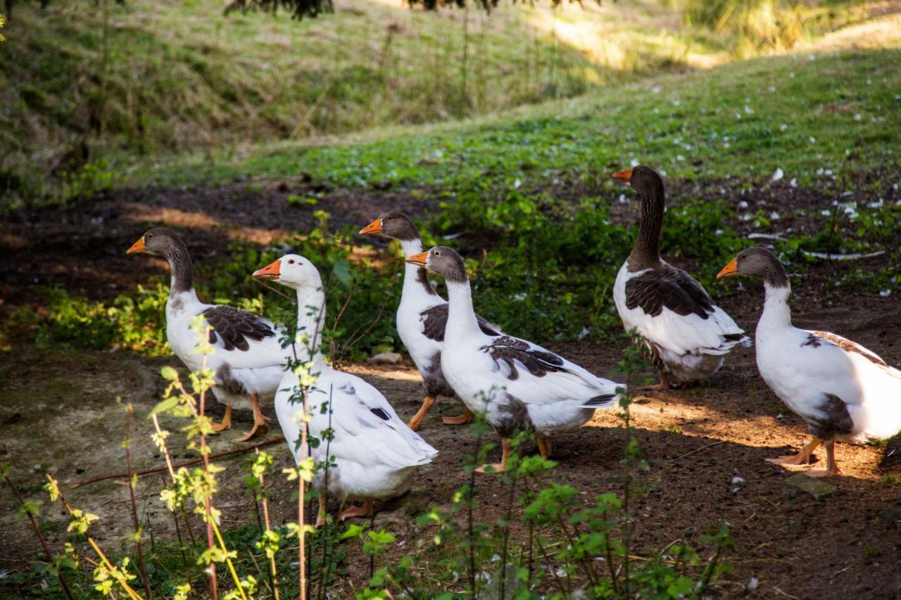 Pension Haus Am Walde Schmallenberg Kültér fotó